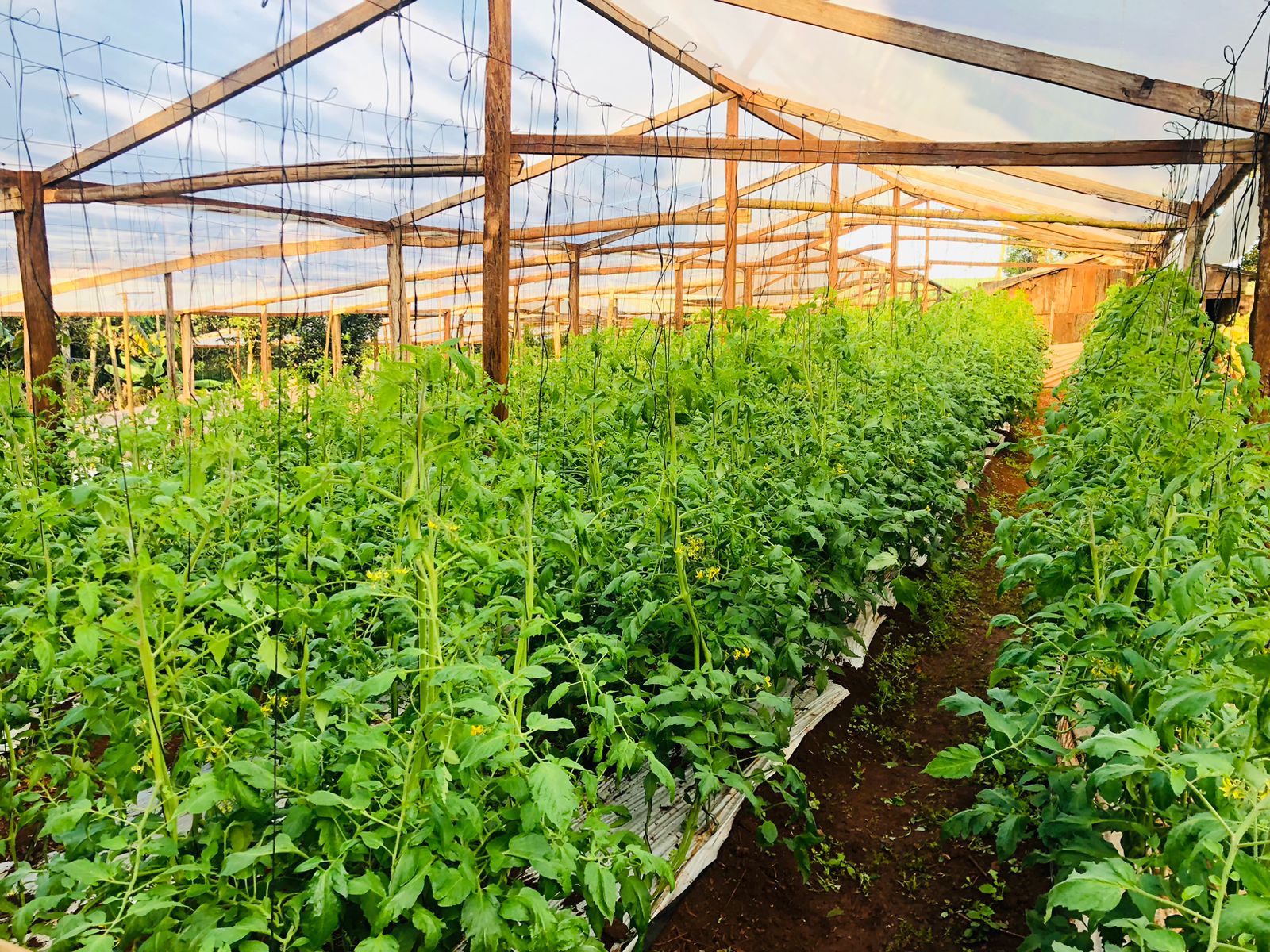 Consejo de Desarrollo